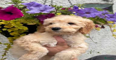 Miniature Poodle dogs in Lanark - Advert 9