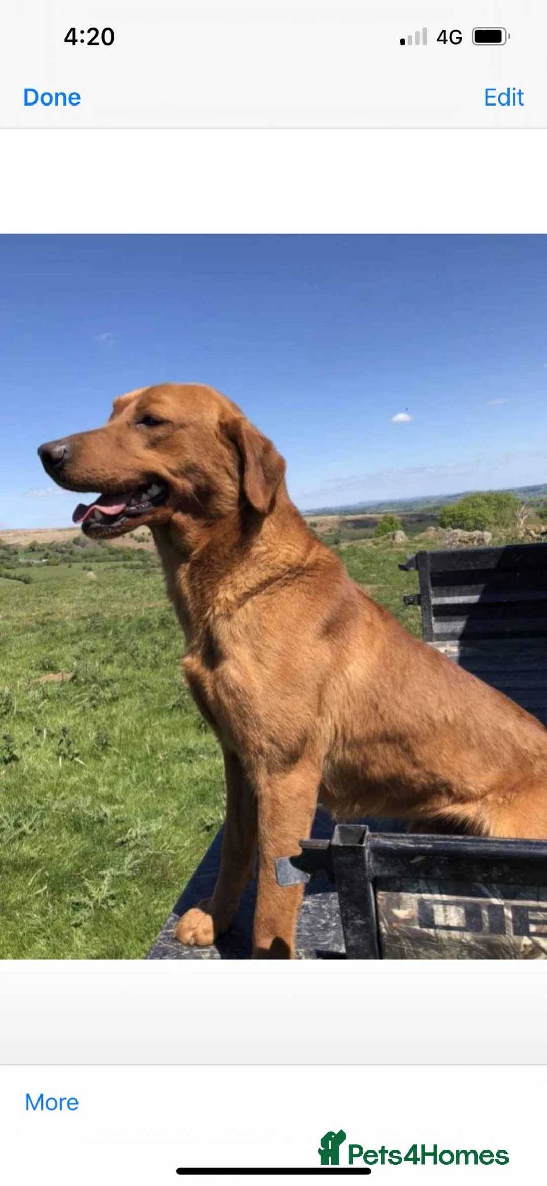 Labrador Retriever dogs for sale: Stunning fox Red Labrador pup - Advert 2