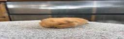Guinea Pig rodents for sale: Swiss Guinea Pigs Boars - Advert 3