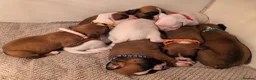 Boxer dogs for sale: Quality Beautiful KC Registered Boxer Puppies - Advert 10