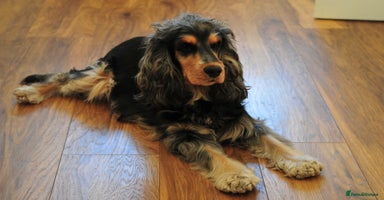 Cocker Spaniel dogs KC Registered * one boy left * - Advert 15