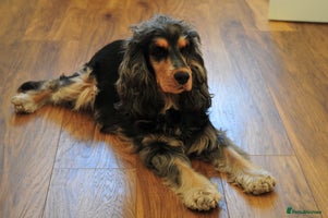 Cocker Spaniel dogs KC Registered * one boy left * - Advert 5