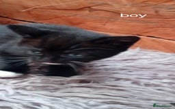 Mixed Breed cats for sale: Last 3 boys leady now  stunning kittens for sale - Image 4