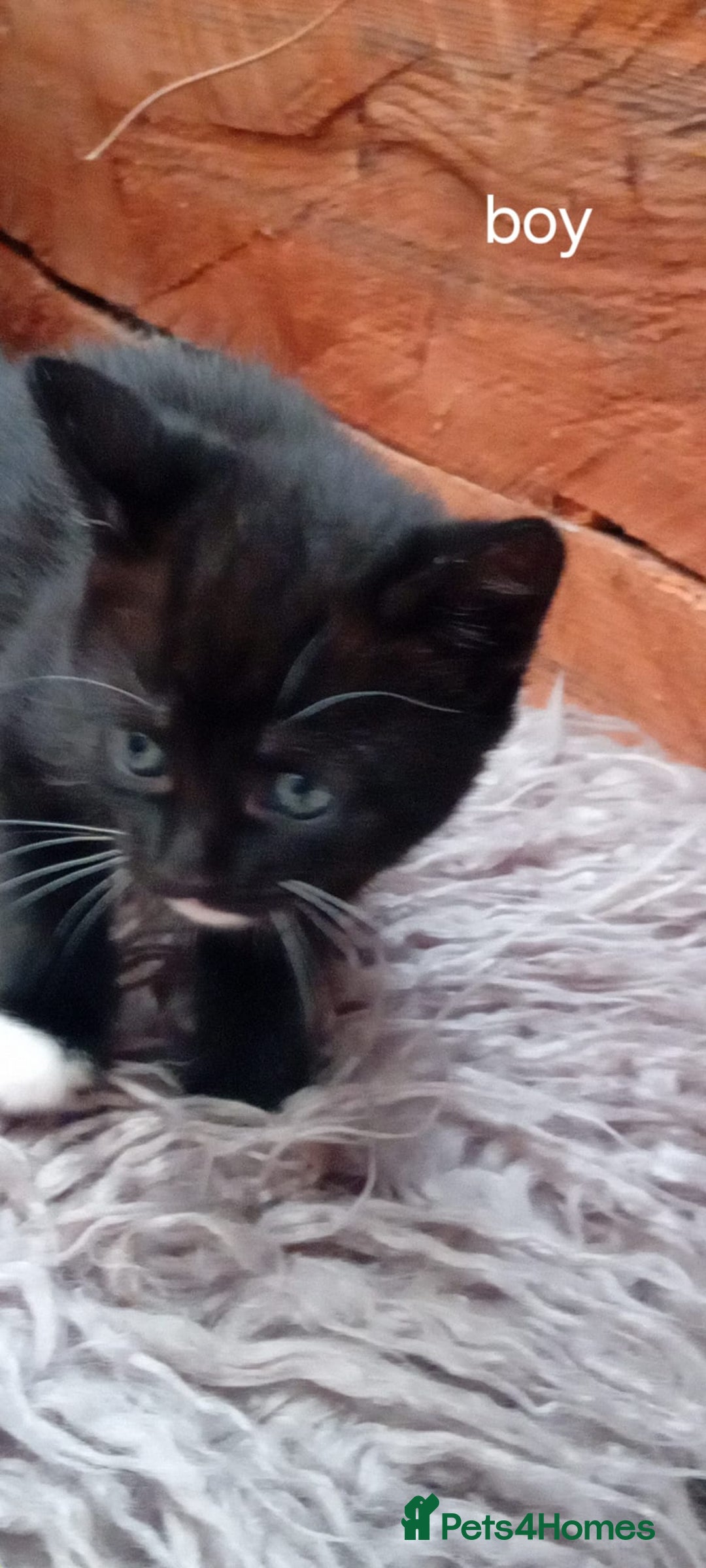 Mixed Breed cats for sale: Last 3 boys leady now  stunning kittens for sale - Image 4