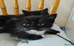 Domestic Shorthair cats for sale: kittens - Image 4
