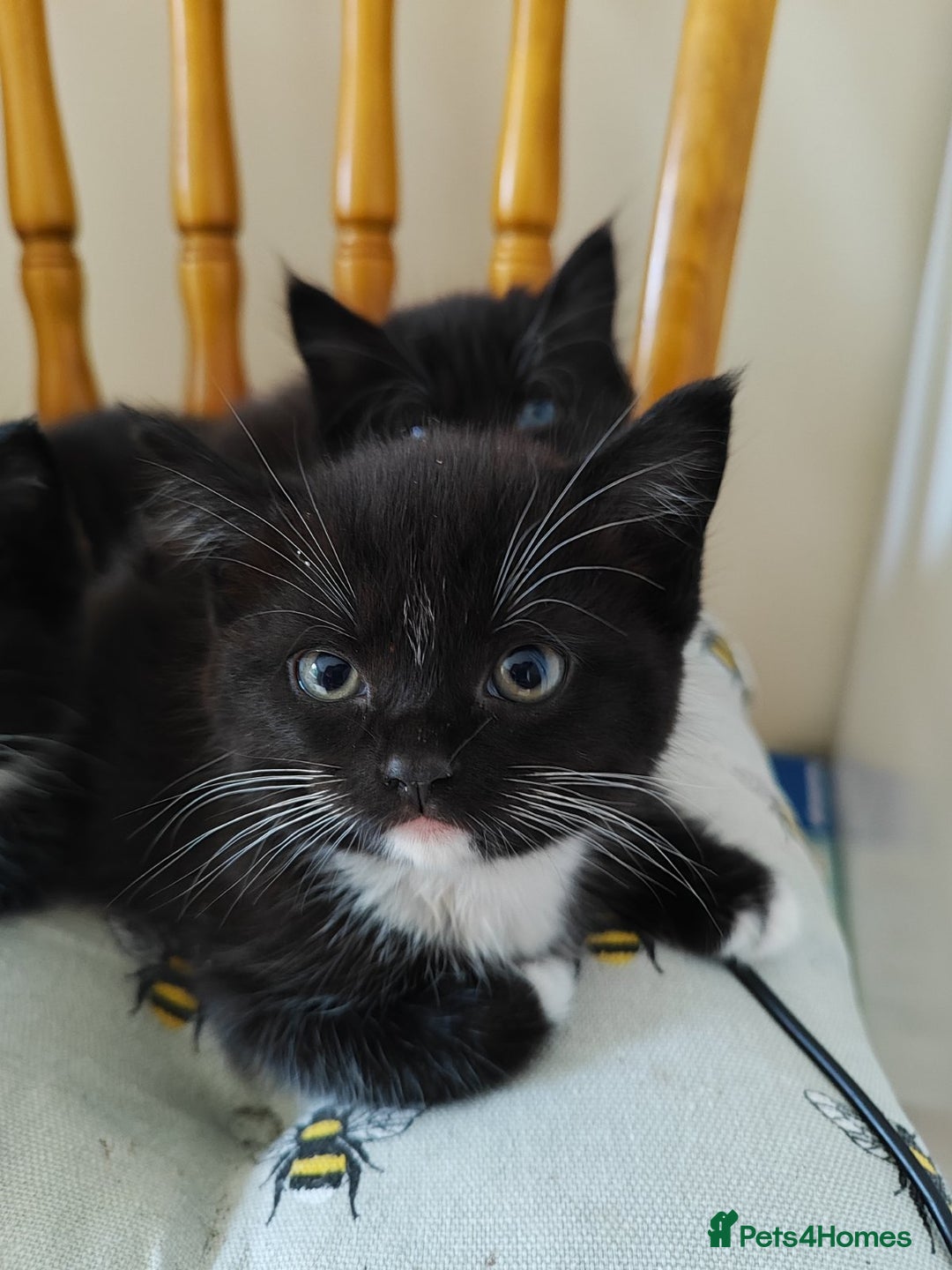 Domestic Shorthair cats for sale: kittens - Image 4