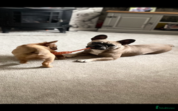 French Bulldog dogs for sale: French Fluffy Bulldogs 2 X Females  - Image 7