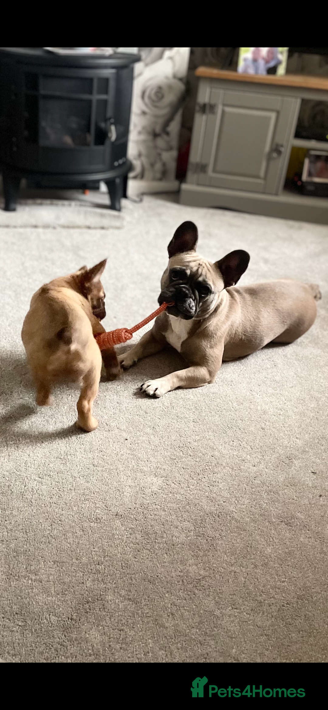 French Bulldog dogs for sale: French Fluffy Bulldogs 2 X Females  - Image 7