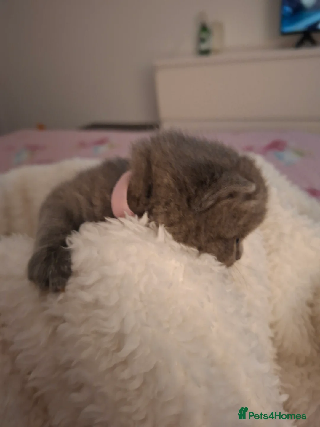 British Shorthair cats for sale: Only 1 blue boy & 1 blue girl available to reserve - Advert 32