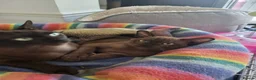 Burmese cats for sale: Pedigree brown male Burmese kitten  - Advert 4