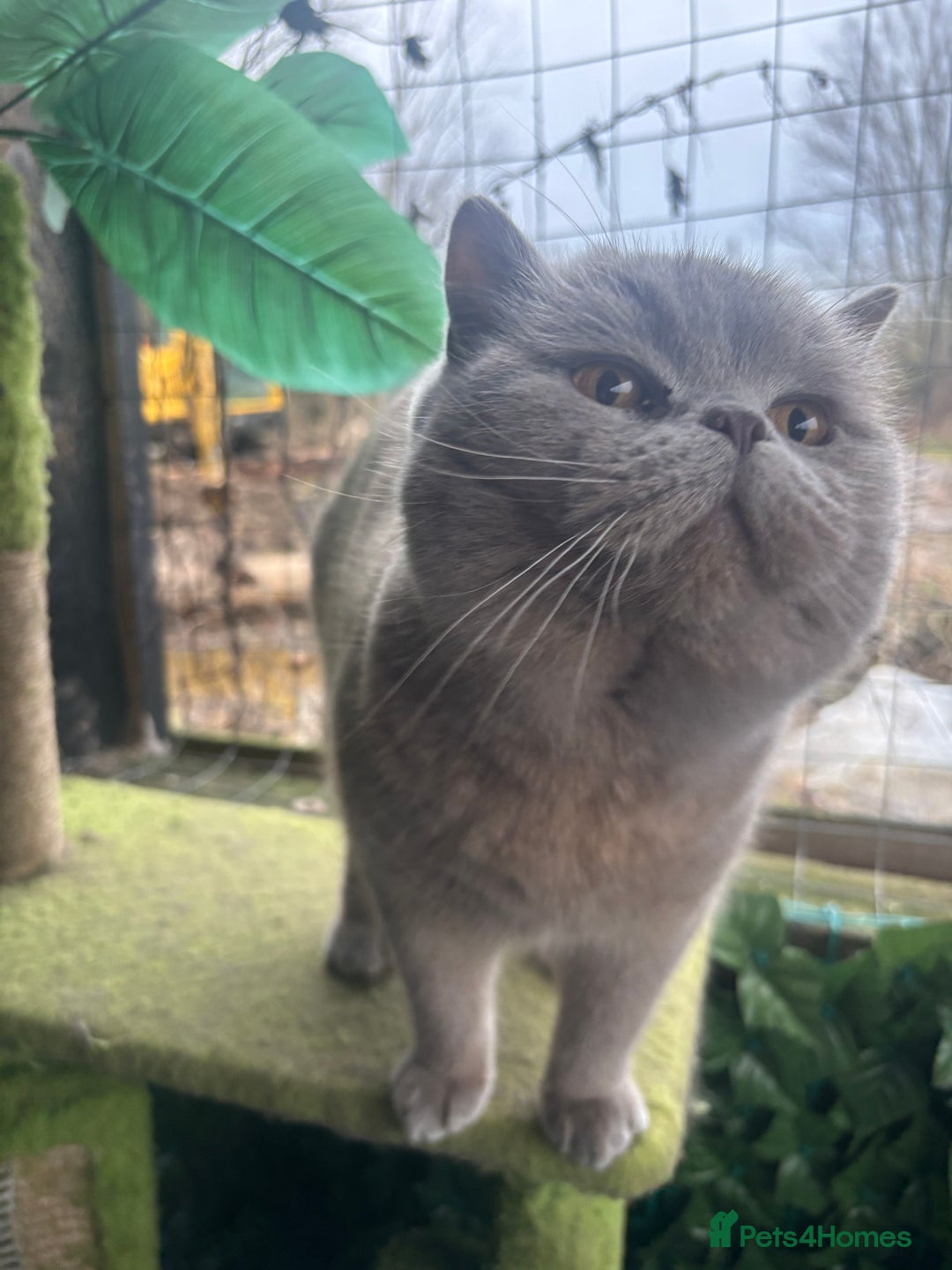 British Shorthair cats for stud: British shorthair proven stud - Advert 9