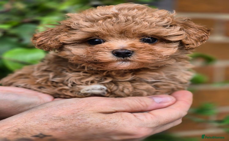 Maltipoo dogs - Advert 3