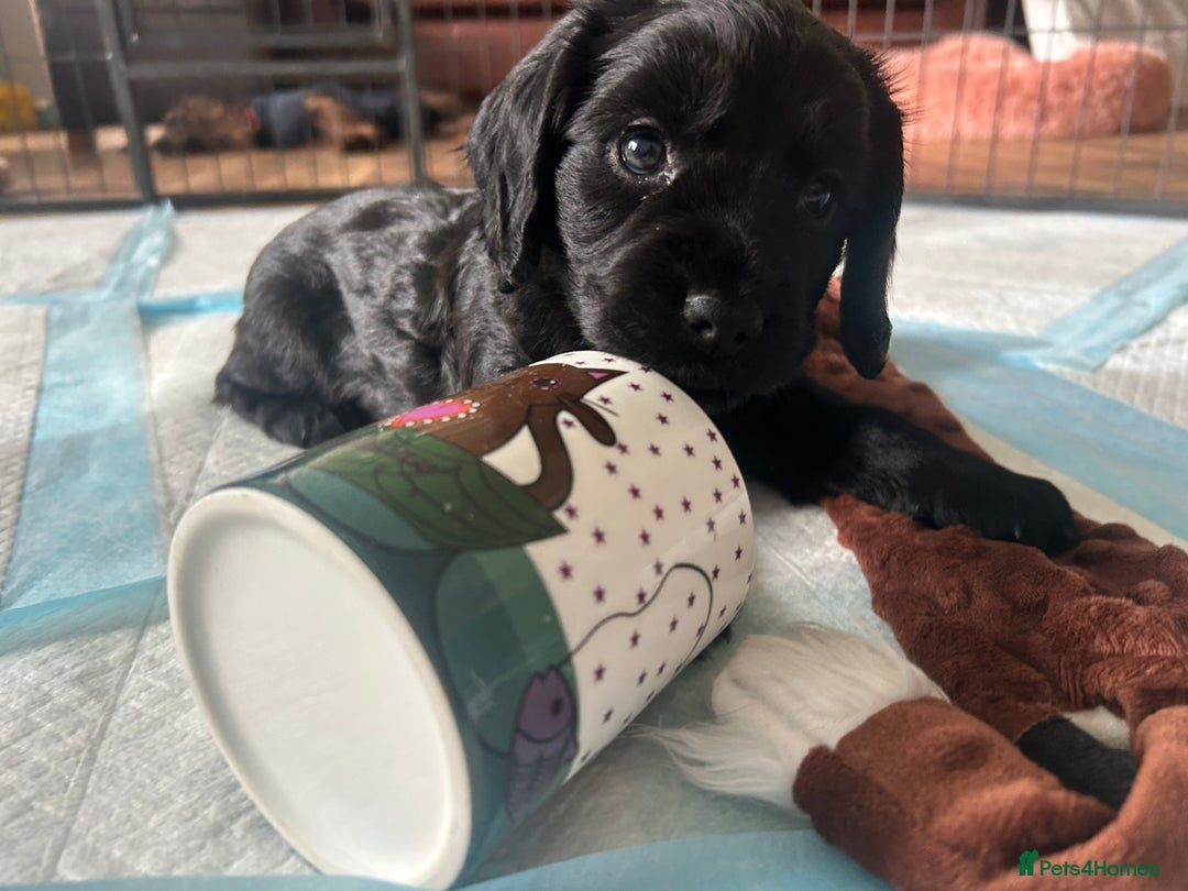 Cocker Spaniel dogs for sale: Working Cocker Spaniel Puppies - Advert 10