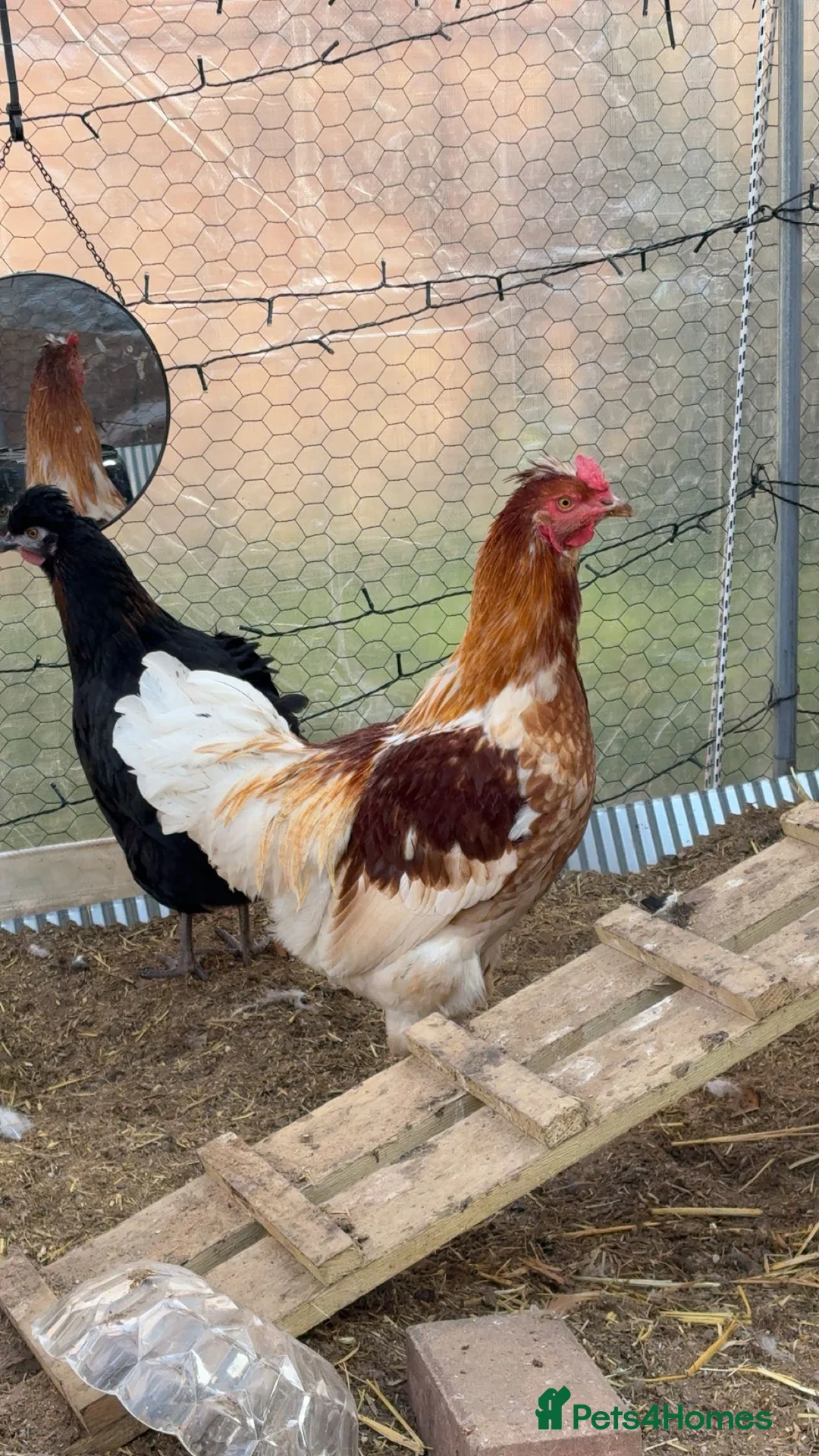 Chickens poultry for sale: friendly rooster  - Advert 1