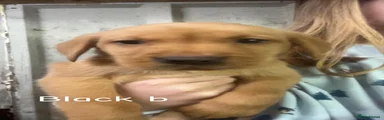 Labrador Retriever 3