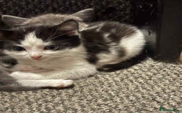 Mixed Breed cats for sale: Kittens for sale  - Image 8