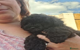 Shihpoo dogs for sale: Shihpoo Shih Tzu x Poodle (Shoodle) Puppies - Image 5