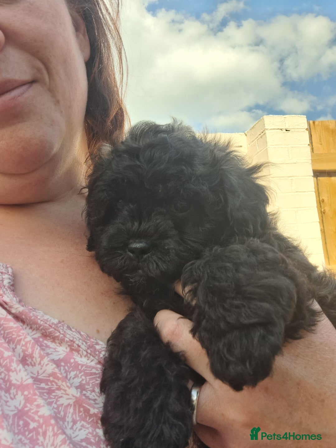 Shihpoo dogs for sale: Shihpoo Shih Tzu x Poodle (Shoodle) Puppies - Image 5