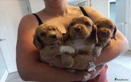 Cocker Spaniel dogs for sale: Kc reg cocker spaniels ready 17th Aug - Image 4