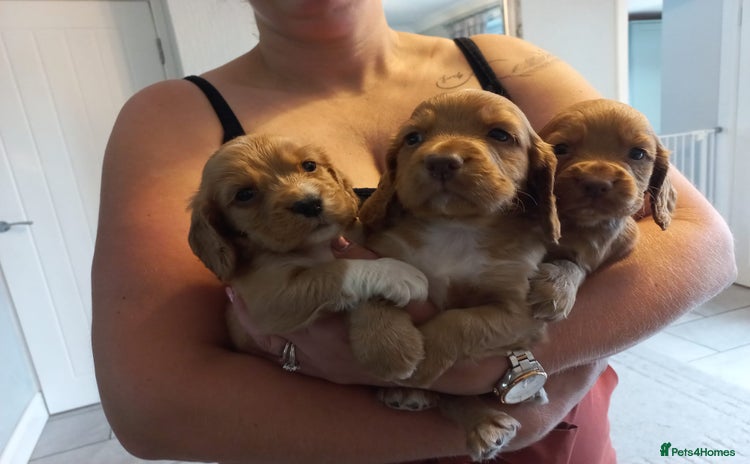 Cocker Spaniel dogs - Advert 10