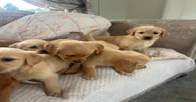 Golden Retriever dogs - Advert 6