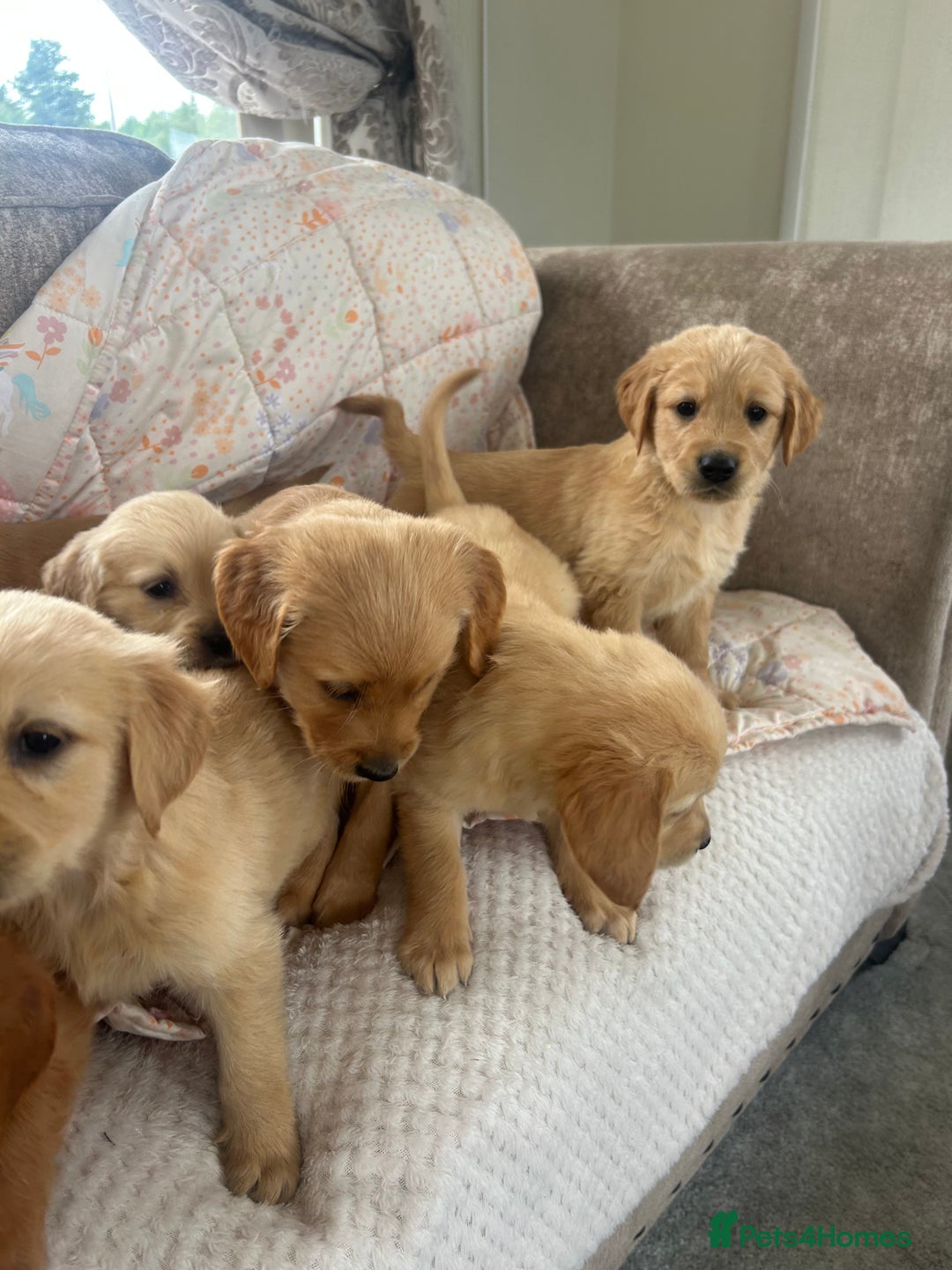 Golden Retriever dogs for sale: Beautiful  kc registered golden retriever puppys - Image 3