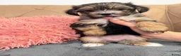Morkie dogs for sale: Morkies <3 5 gorgeous puppies  - Advert 7