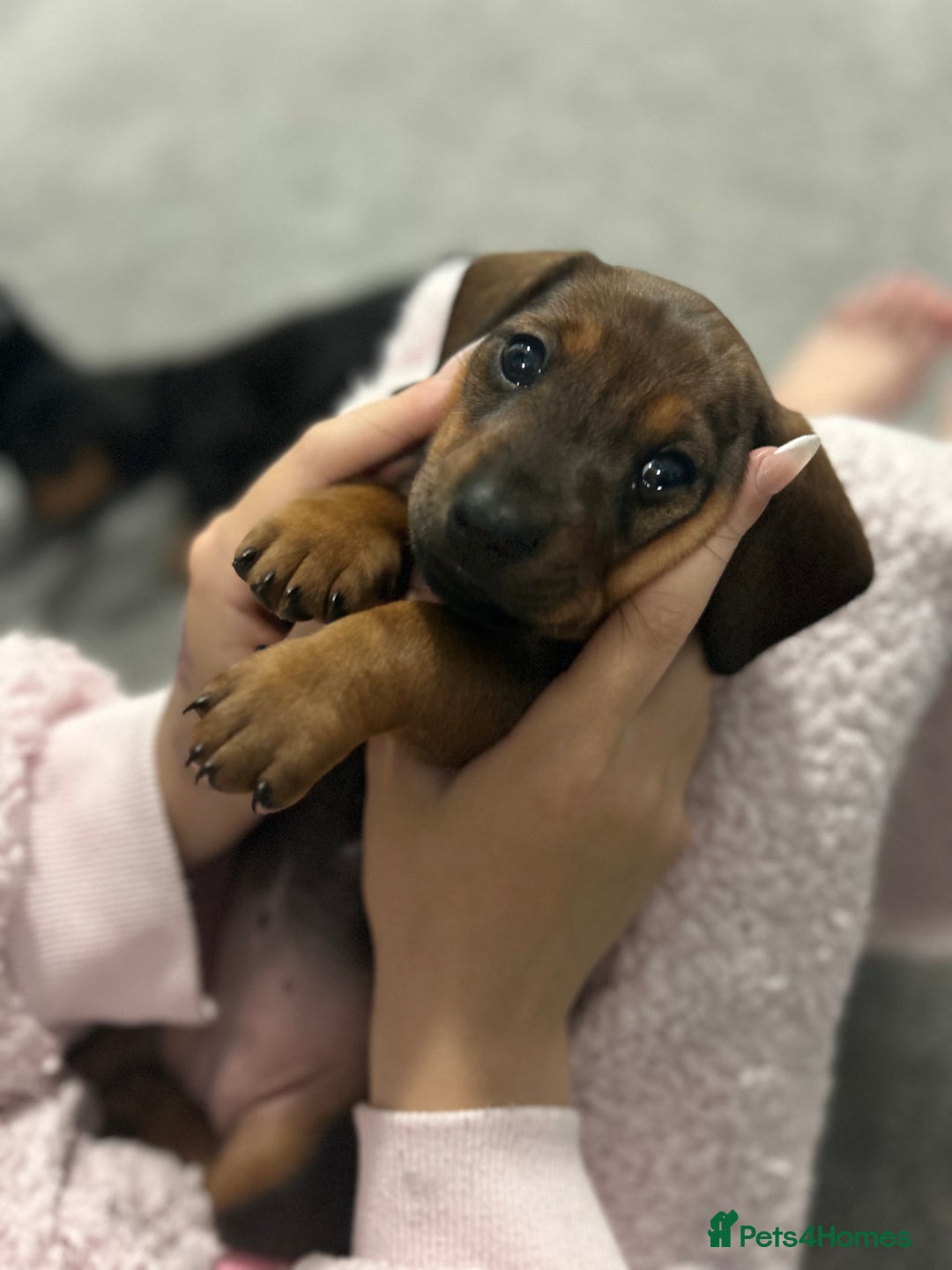 Dachshund dogs for sale: Two beautiful girl dachshunds for sale  - Image 5