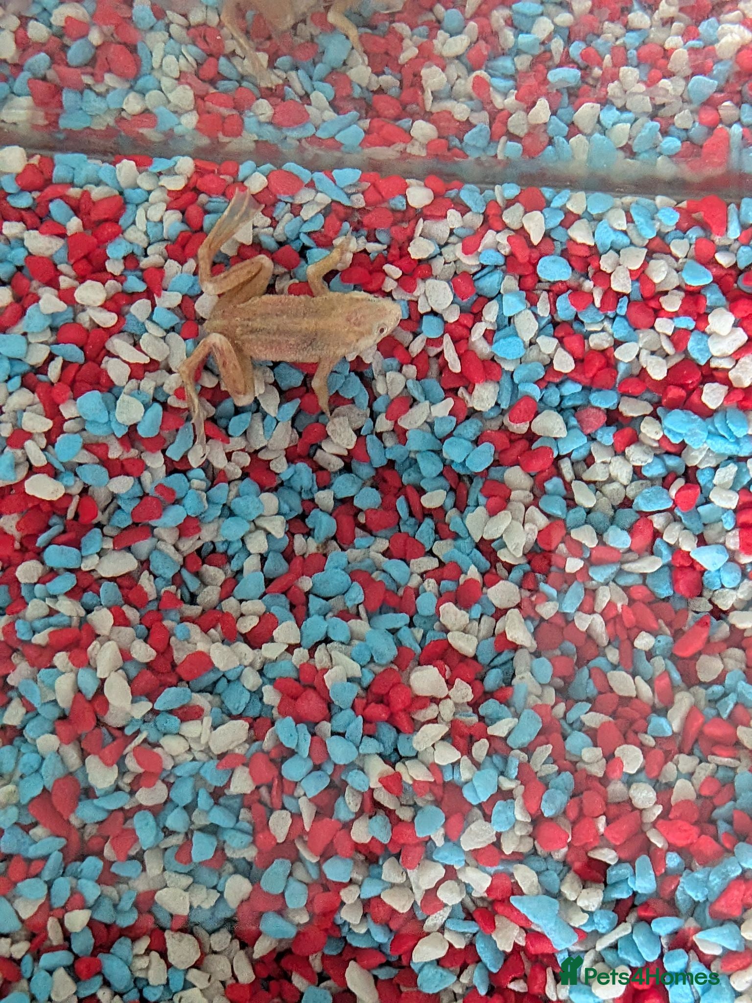 Frog reptiles Clear frog - Advert 5