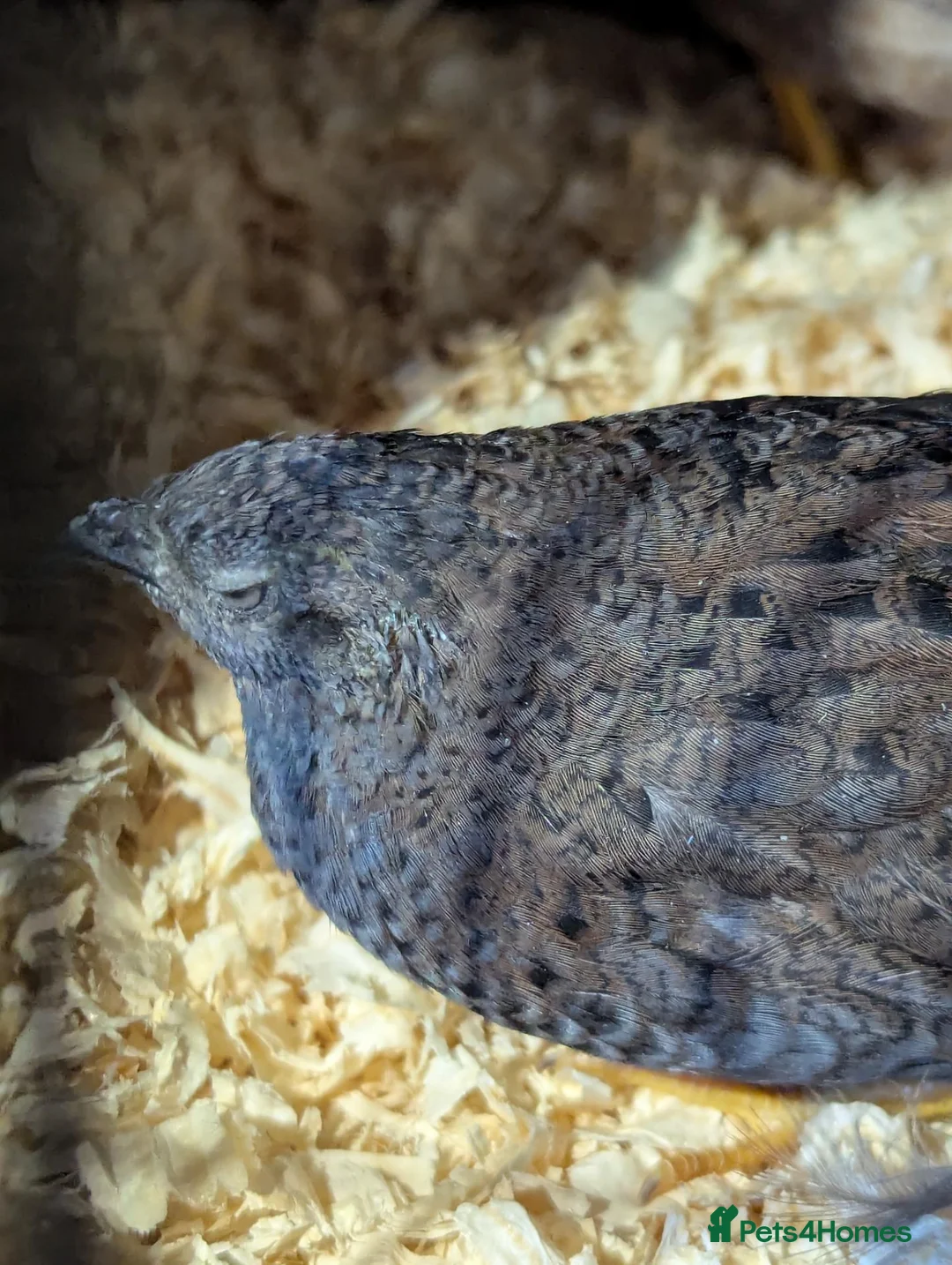 Conures birds for sale: 2 x Chinese painted quails  in Tain - Advert 2