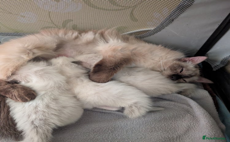 Ragdoll cats - Advert 7