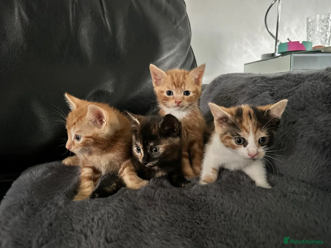 Mixed Breed cats for sale: Kittens ready now - Advert 1