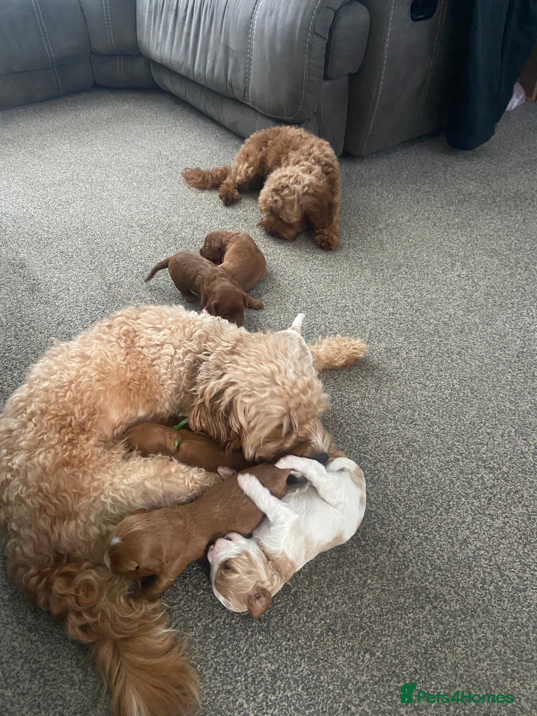 Mixed Breed dogs for sale: Adorable Cavapoochon x Cavapoo Puppies  - Image 12