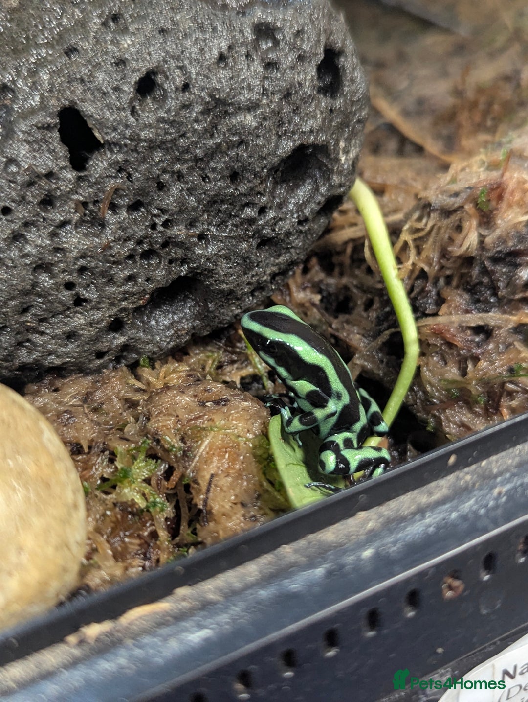 Bearded Dragon reptiles for sale: Variety of reptiles  - Advert 9