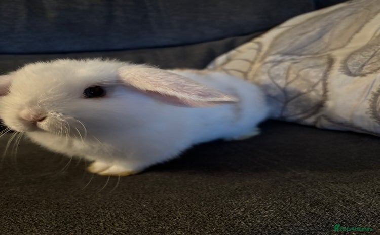 Mini Lop rabbits - Advert 9