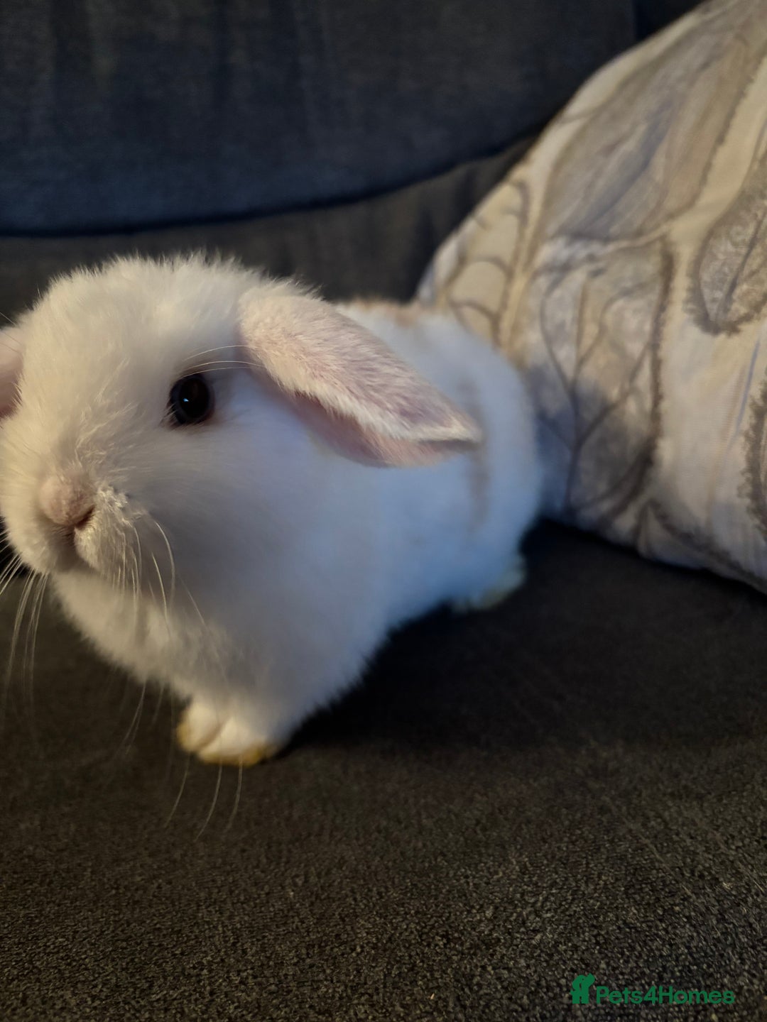 Mini Lop rabbits for sale: 8 weeks old mini lop for sale  - Image 1