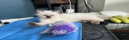 Ragdoll cats for sale: GCCF REG RAGDOLL KITTENS LILAC CHOC SEAL  - Advert 22