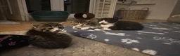 Mixed Breed cats for sale: Adorable kittens looking for their forever homes - Advert 19