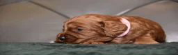 Cockapoo dogs for sale: F1 Toy Cockapoo Puppies Fully Health Tested - Advert 15