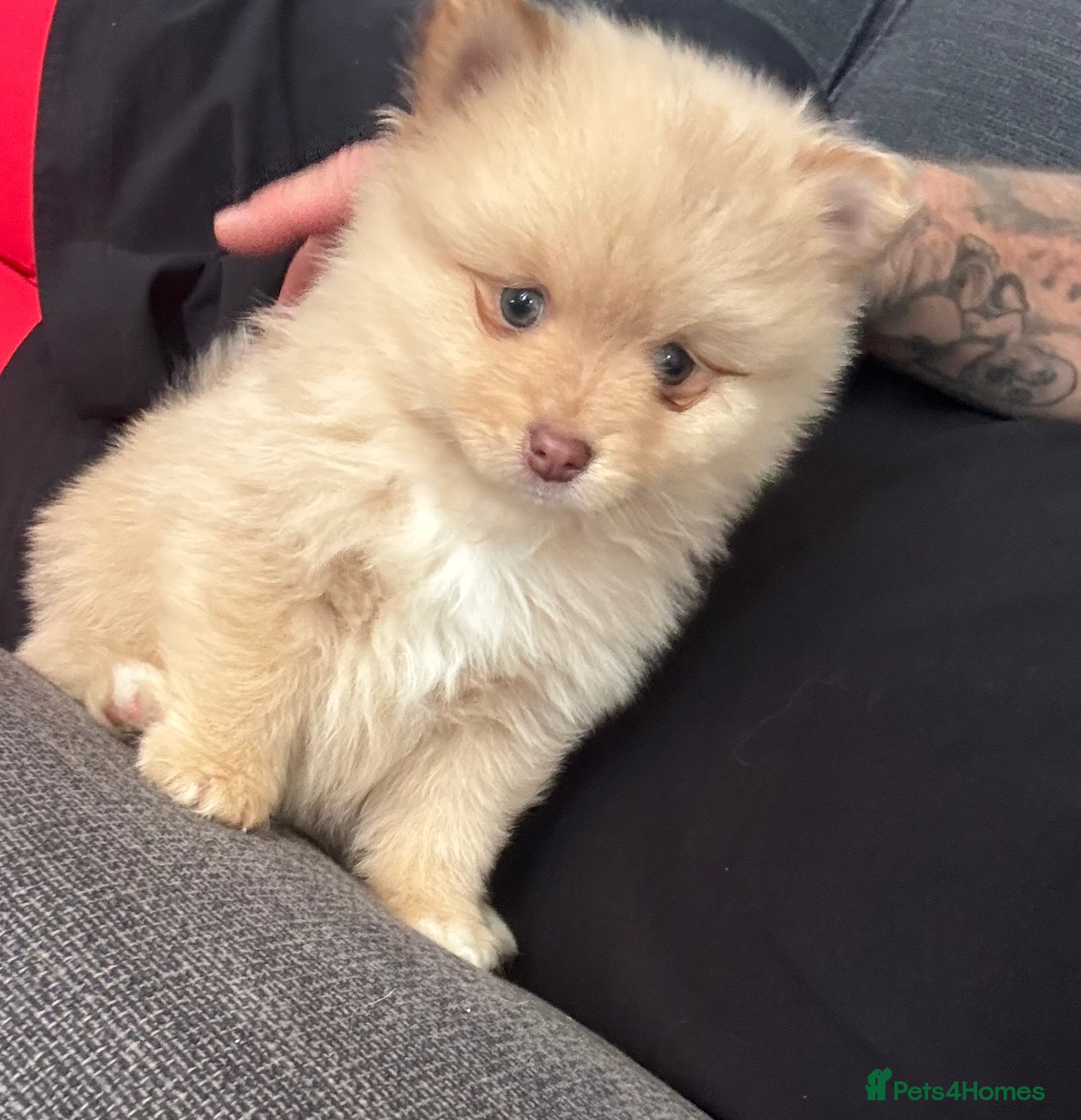 Pomeranian dogs for sale: Pups ready to leave chip and first jab done  - Advert 12