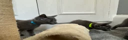 Russian Blue cats for sale: Russian Blue Kittens - Advert 15