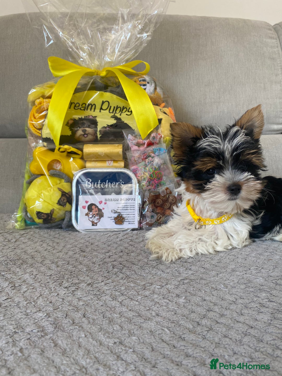 Yorkshire Terrier dogs for sale: Beautiful very small xxxs Biewer Yorkshire Terrier - Image 16
