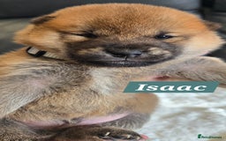 Japanese Shiba Inu dogs for sale: Gorgeous Shibas  - Image 32