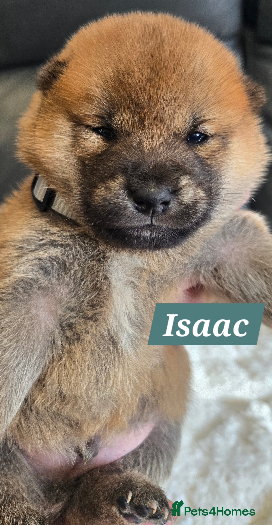 Japanese Shiba Inu dogs for sale: Gorgeous Shibas  - Image 32