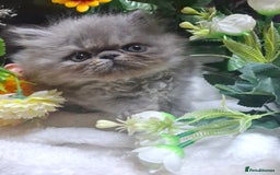 Persian cats for sale: Blue Persian kittens  - Image 20