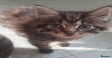 Mixed Breed cats - Advert 13