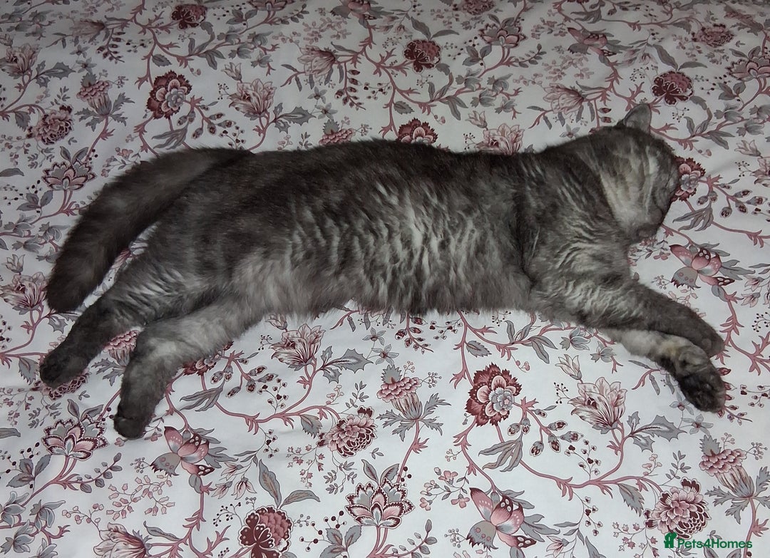 Exotic cats for sale: EXOTIC 18 MONTH OLD CAT - Advert 3