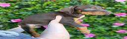 Dobermann dogs for sale: ❌ ready monday❌Health tested Dobermans not Kc reg  - Advert 11