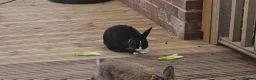 Mixed Breed rabbits for sale: Beautiful baby rabbits for sale in Prenton - Advert 9
