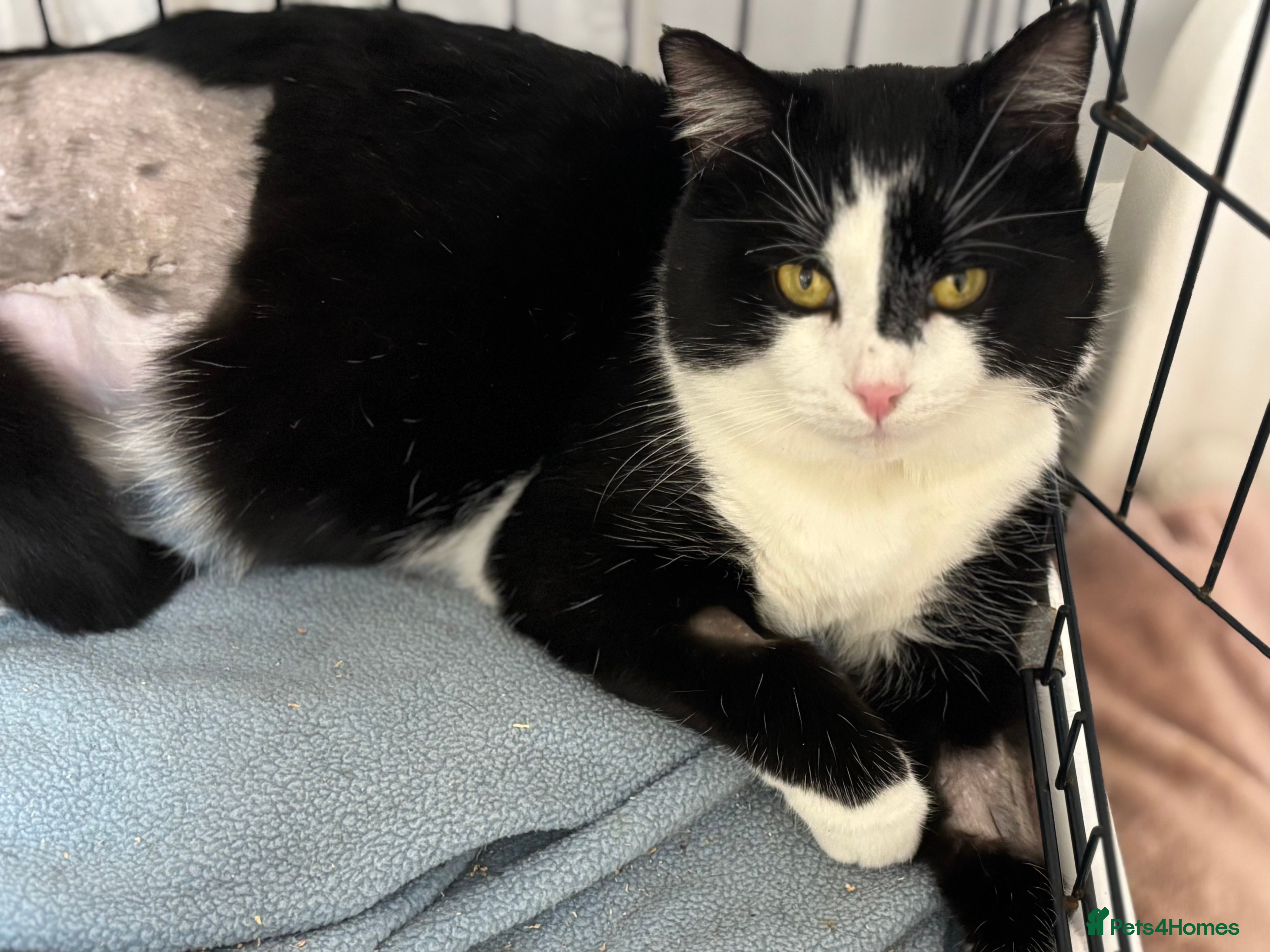 Mixed Breed cats Troika Our 3 Legged Gentle Giant, Complete Fuss Po - Advert 1